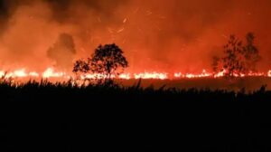 Benarkah Petani Kecil Penyebab Kebakaran Hutan Kalimantan? Membongkar Mitos dan Mengungkap Realitanya